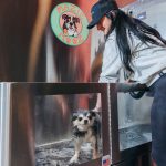 How Local Partnerships Can Strengthen Your Brand: Dog Watch & Pete Black Plumbing